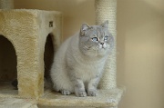 BRITISH SHORTHAIR 016